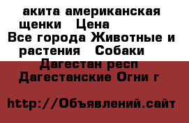 акита американская.щенки › Цена ­ 75 000 - Все города Животные и растения » Собаки   . Дагестан респ.,Дагестанские Огни г.